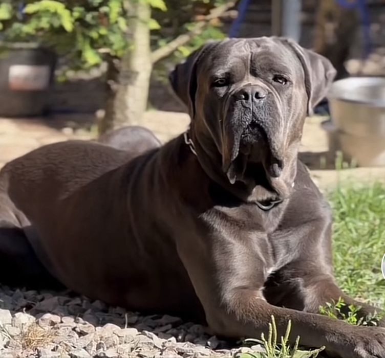 Елітні хлопчики Cane corso-сірого окрасу