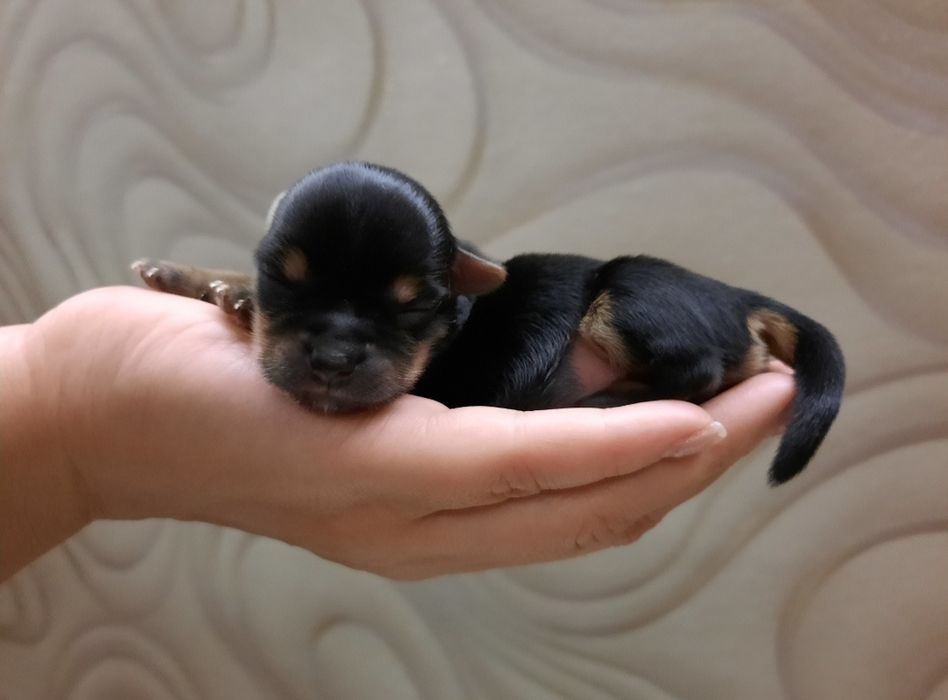 Чёрная красотка Йорка