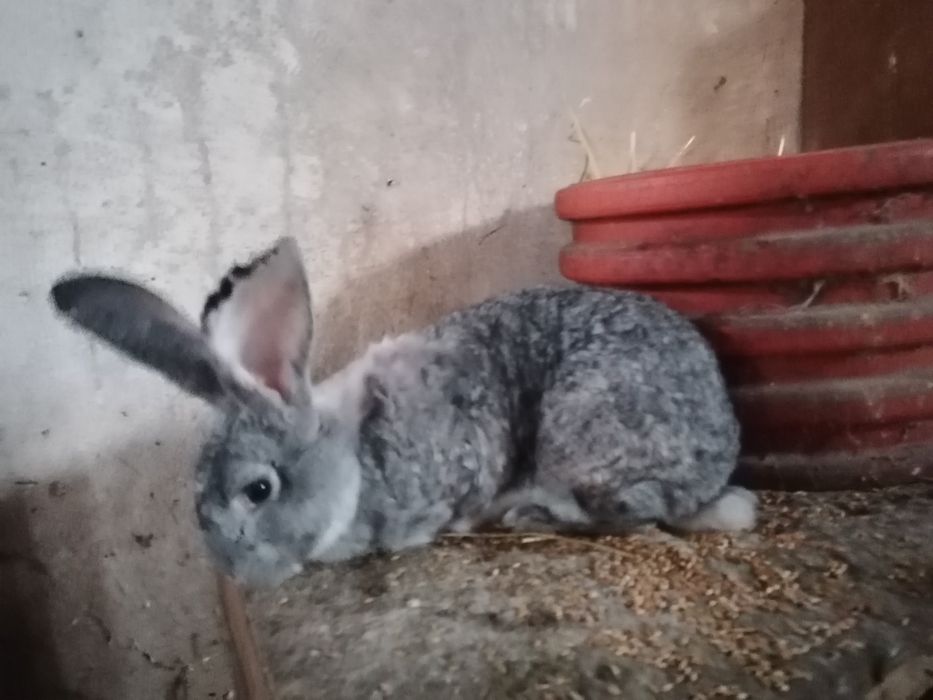 Sprzedam królika samice