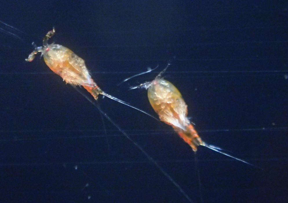 Widłonogi Tigriopus sp. - akwarium morskie