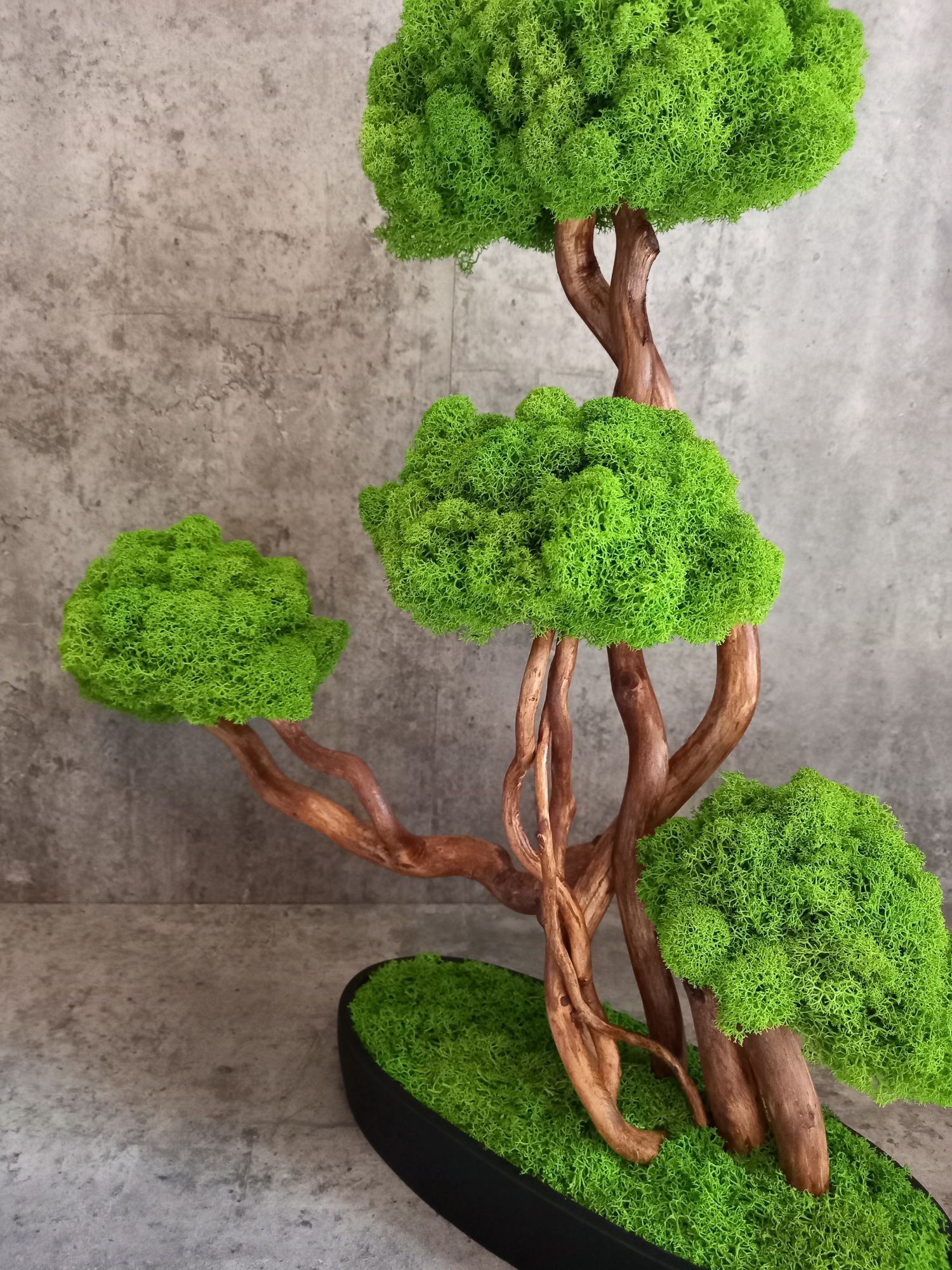 Dekoracja do domu, biura. Drzewko Bonsai. Mech  Chrobotek. Prezent.