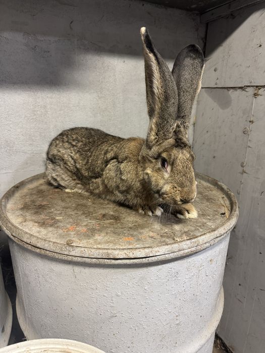 Olbrzym belgijski szary samce 2 sztuki 5.2kg