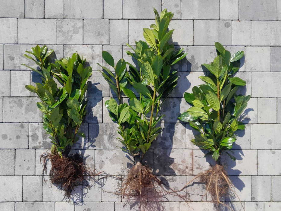 Laurowiśnia wschodnia! 200cm! Sadzimy! Novita Caucasica Rotundifolia!