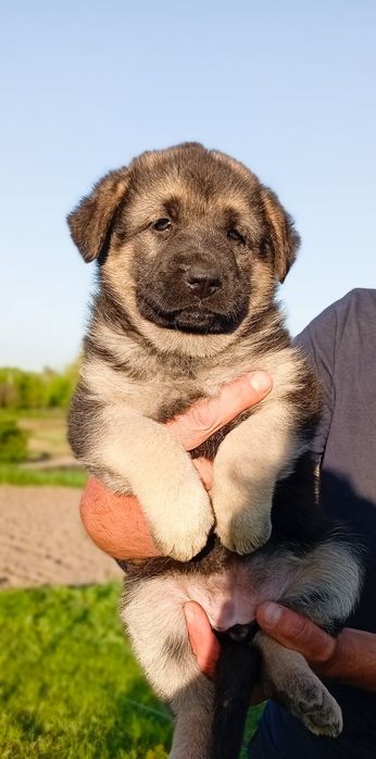 Цуценята німецької вівчарки