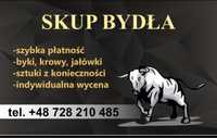 Skup BYDŁA ,najwyzsze ceny,wielkopolska,płatności