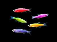 Данио GloFish,  светящиеся аквариумные рыбки