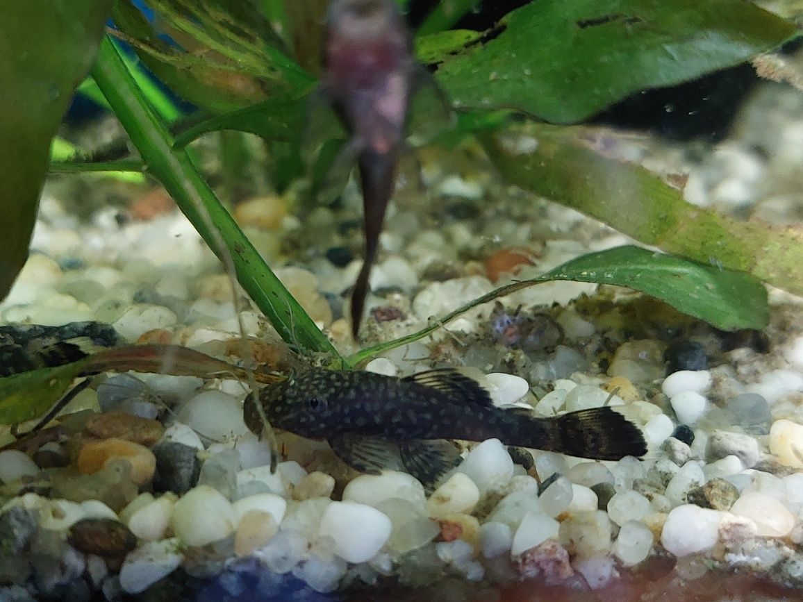 Glonojady,  zbrojniki, gupiki pawie oczko, krewetki red cherry
