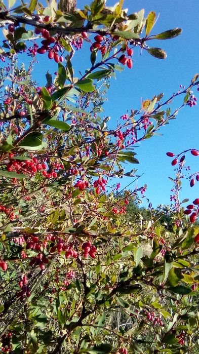 Барбарис лечебный. Саженцы.