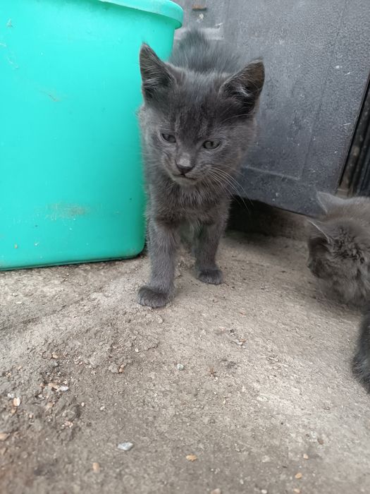 Віддам кошенят в добрі руки