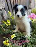 Suczka Border Collie unikatowe umaszczenie