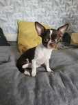 Chihuahua sunia czekoladow