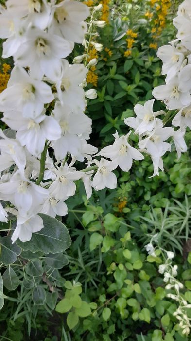 Полуниці Букет монарди розової