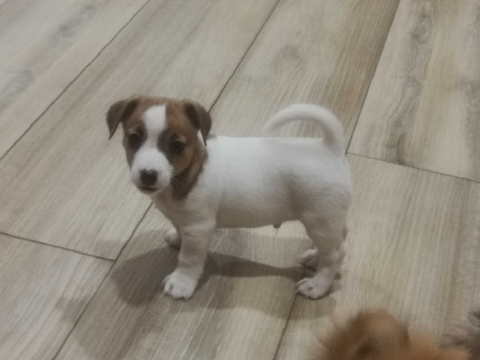 Jack Russell Terrier piesek