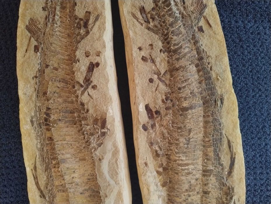 Skamielina ryby split duży okaz Vinctifer Comptoni Kreda