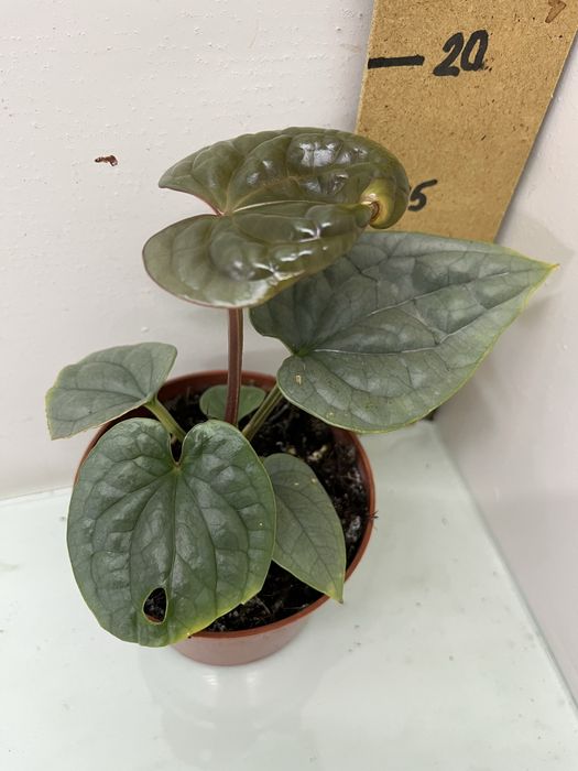 Антуріум Queen of heart  Luxurians Clarinervium Warocqueanum