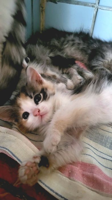 Віддам кошеня трьохцветне