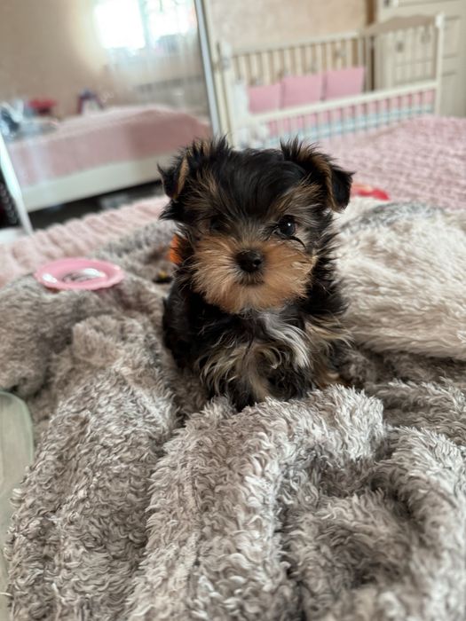 Продам Йоркчика , йокрширський терʼєр