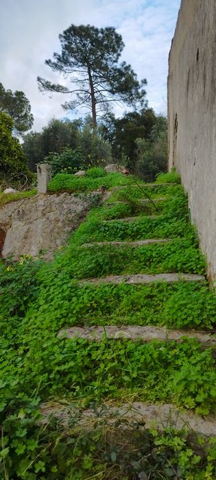 Terreno com casa Monchique