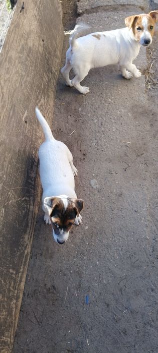 Jack Russell Terrier ( PIESEK ) Ur 01..07.2025 r