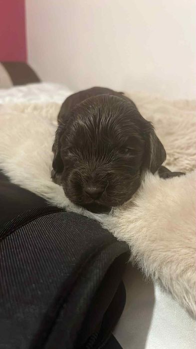 Cocker spaniele angielskie z rodowodem