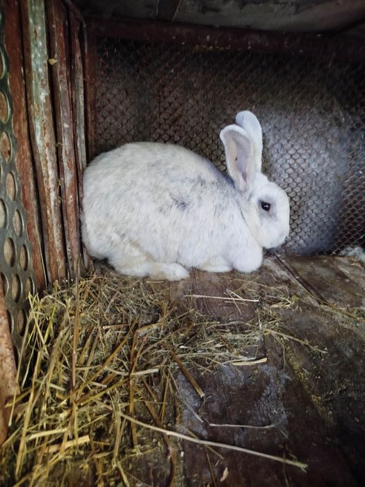 Продам кролів Європейське, Полтавське срібло, Бабочка