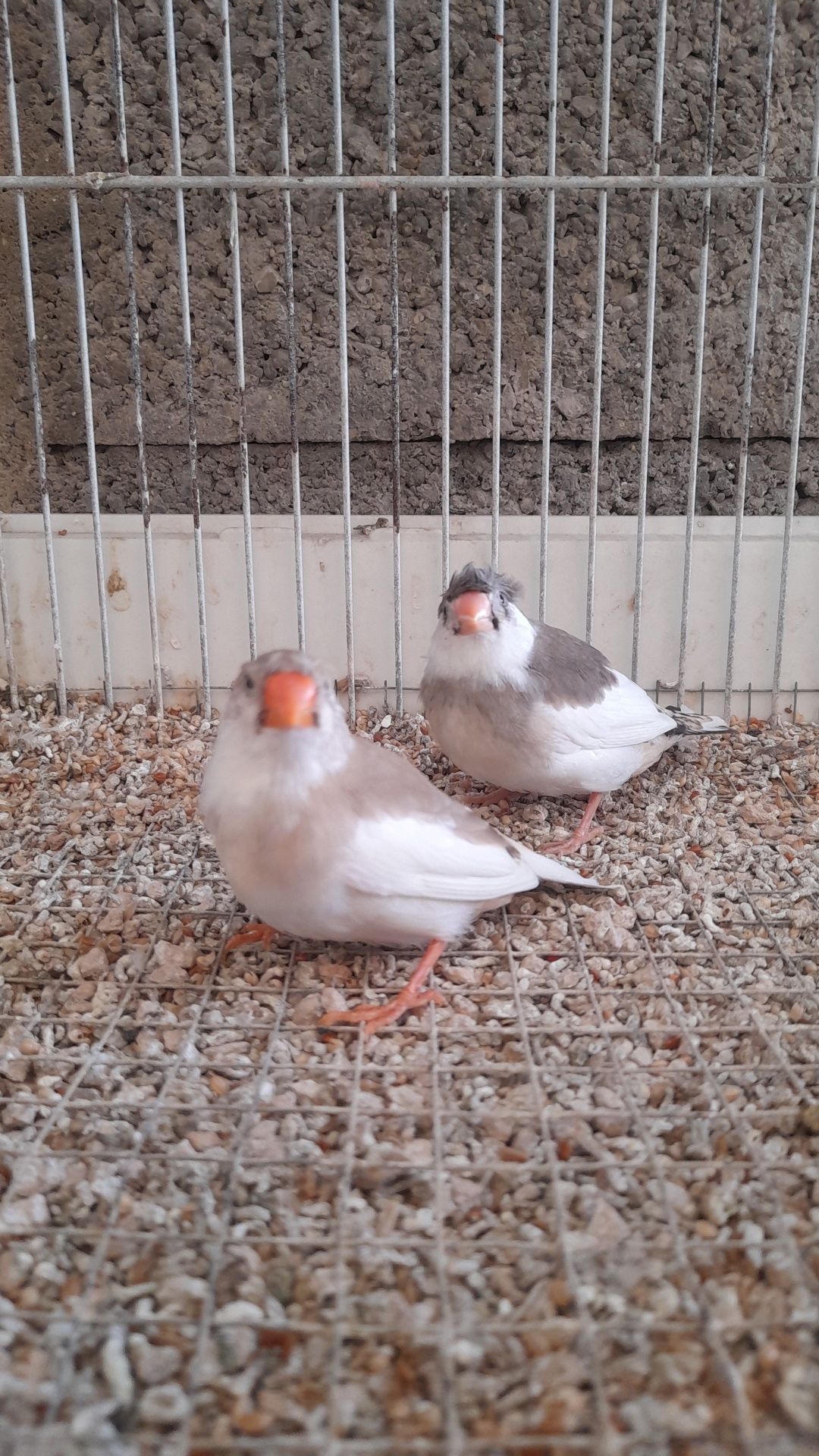 Mandarins (frescos e fofos)
Aves