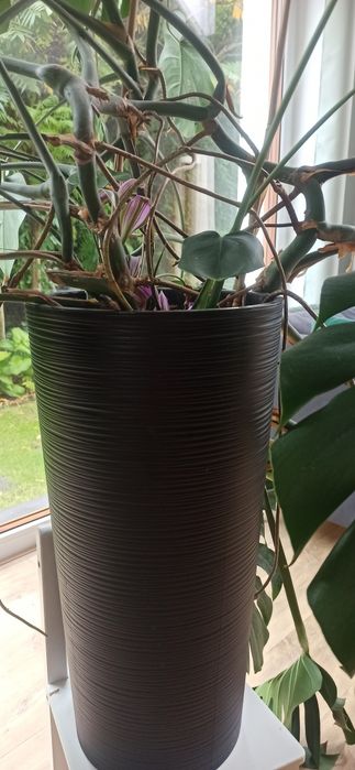 Monstera Delciosa