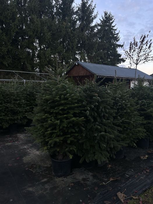 Jodła kaukaska formowana w donicy choinka świąteczna