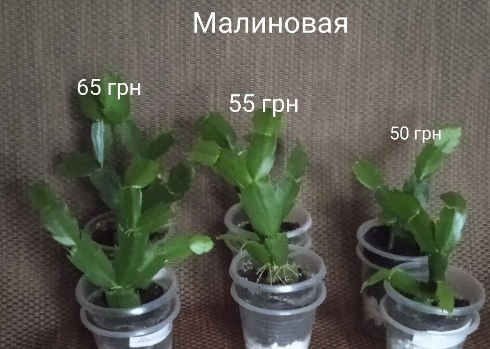 5 сортов укорененных сигментов Шлюмбергеры, декабриста.