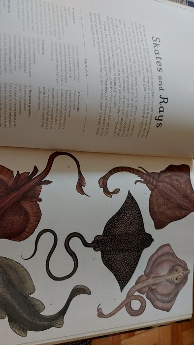Animalium curated by Katie Scott and Jenny Broom