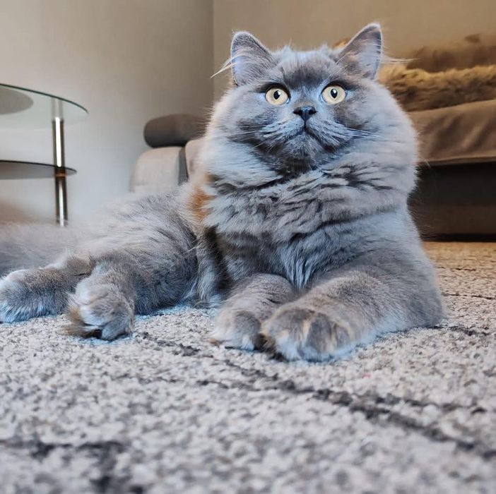 Kot brytyjski niebieski szylkret