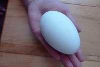 Яйця гусячі 39штук