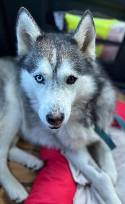 Aria w typie husky szuka świadomego domu