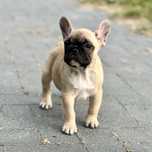 Buldog francuski FCI piesek
