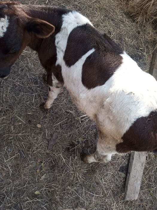 Cielęta jałówka własnego chowu