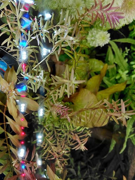 Roslinki akwariowe zestaw 15 szt