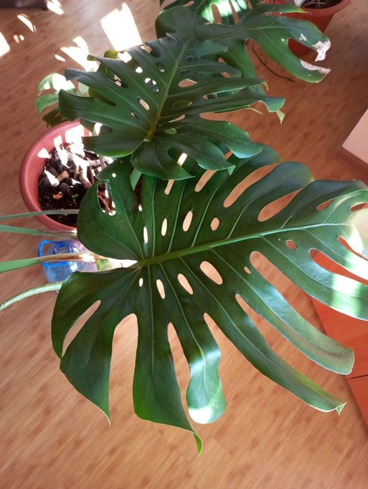 Монстера делікатесна. Monstera Deliciosa