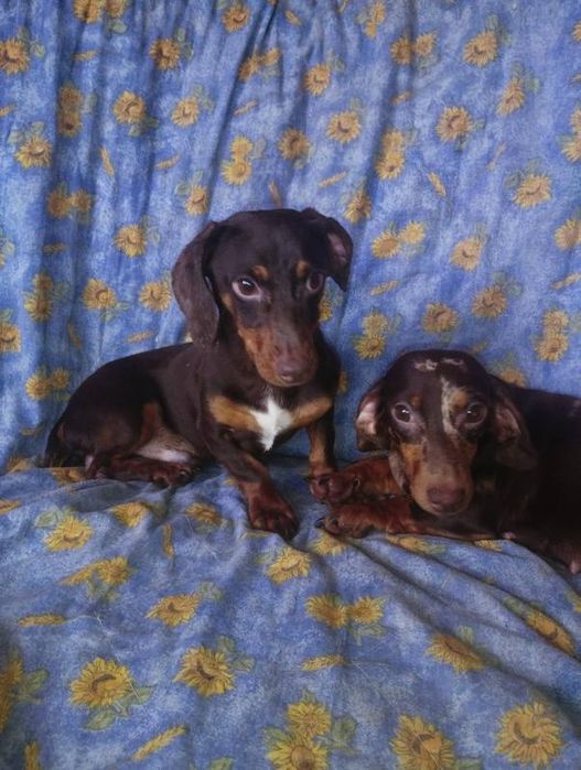 Шоколадний і мраморний таксик.