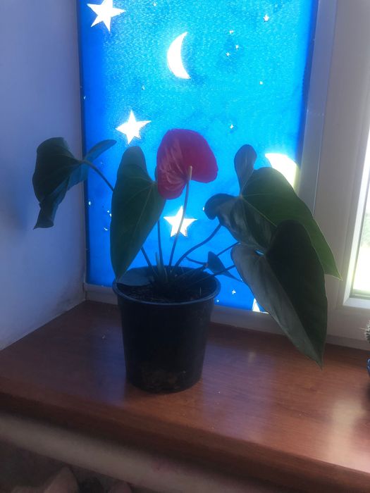 Рослина кімнатна