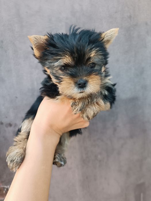 Сказочные щеночки Йорики