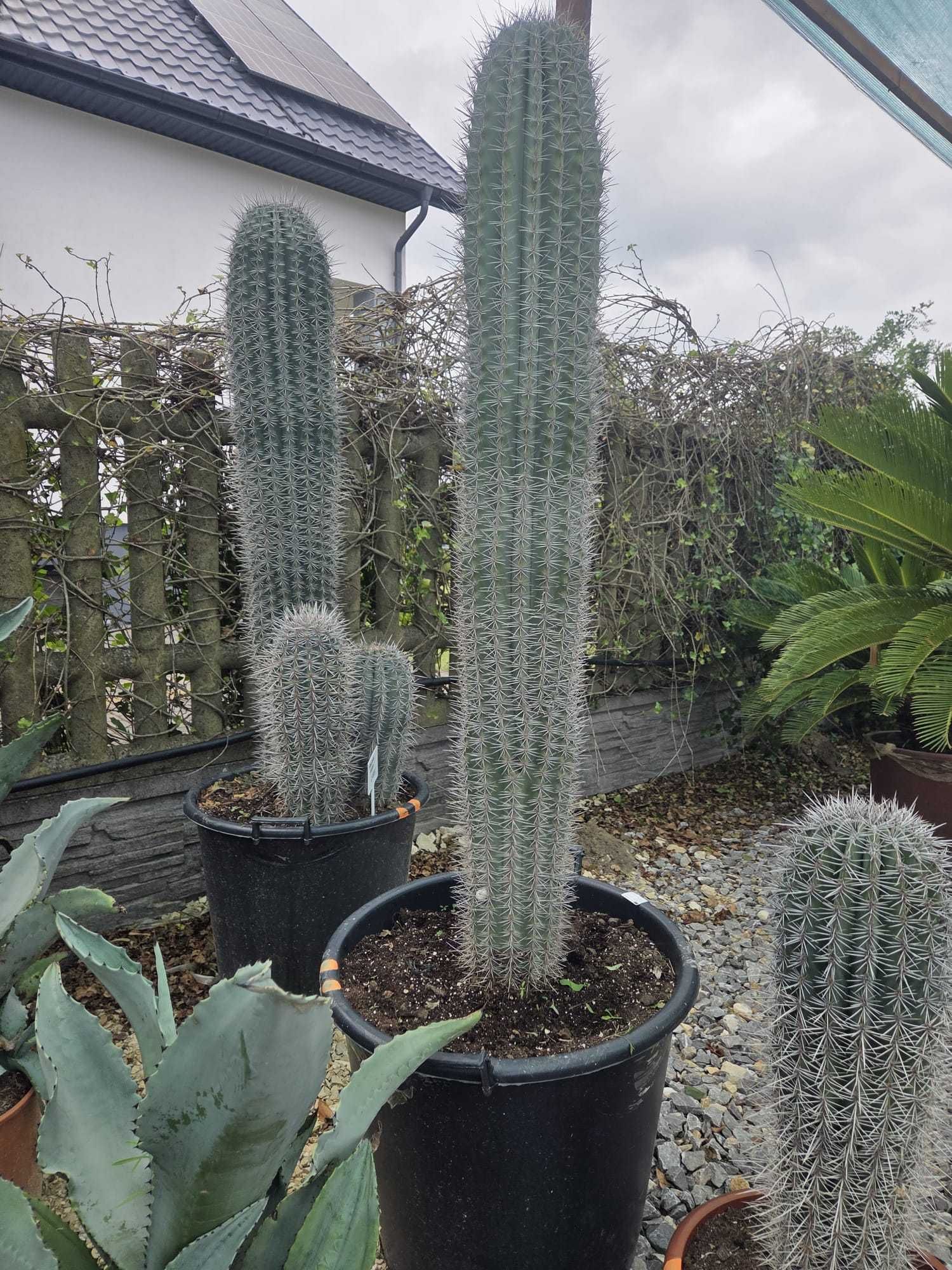 Kaktusy Pachycereus pringlei – okazy 85-170 cm