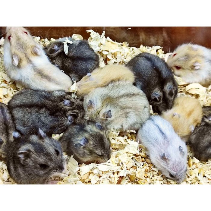 Віддам безкоштовно хомʼяків