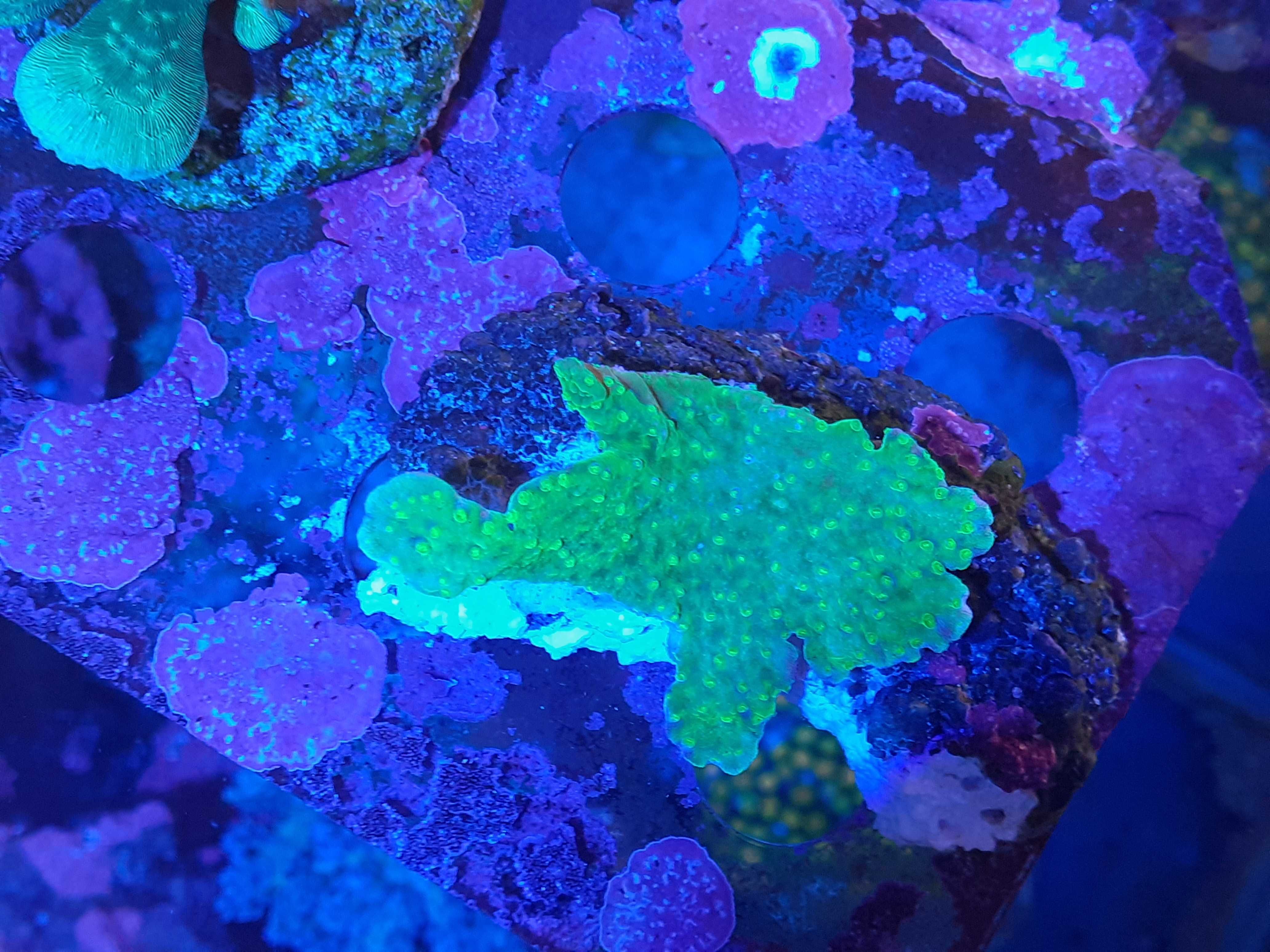 Montipora zielona super fluo - szczepka