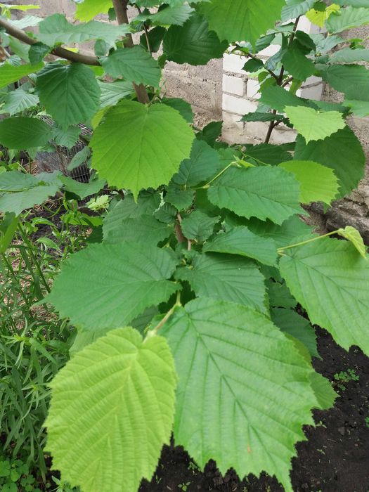Саженец персика дикий. четырёхлетний. Плодоносит.