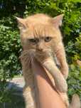 Котик кастрований