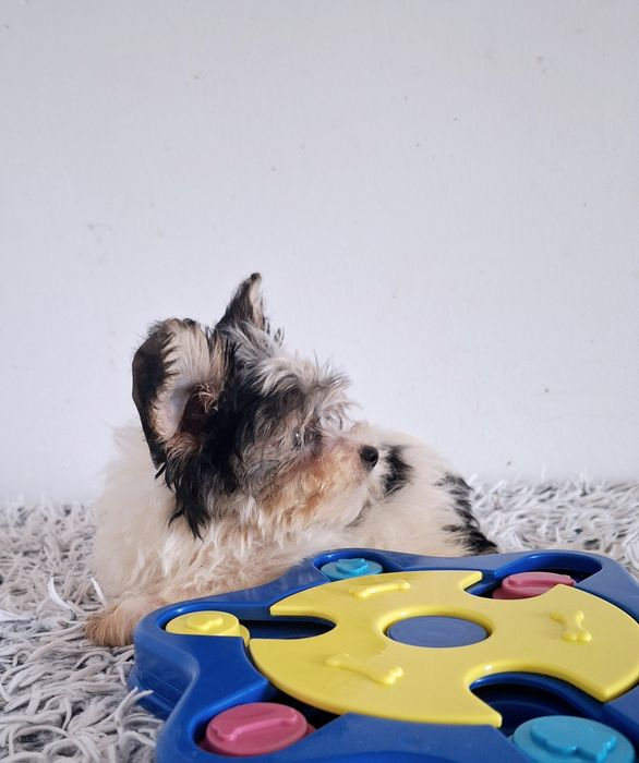 Mini york biewer Alinka- mama waga 2.40kg , tata 1.90kg