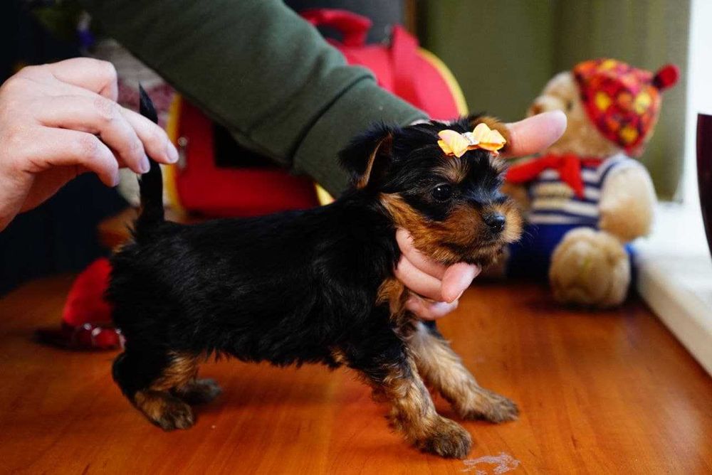 Шикарні пупсики йорки