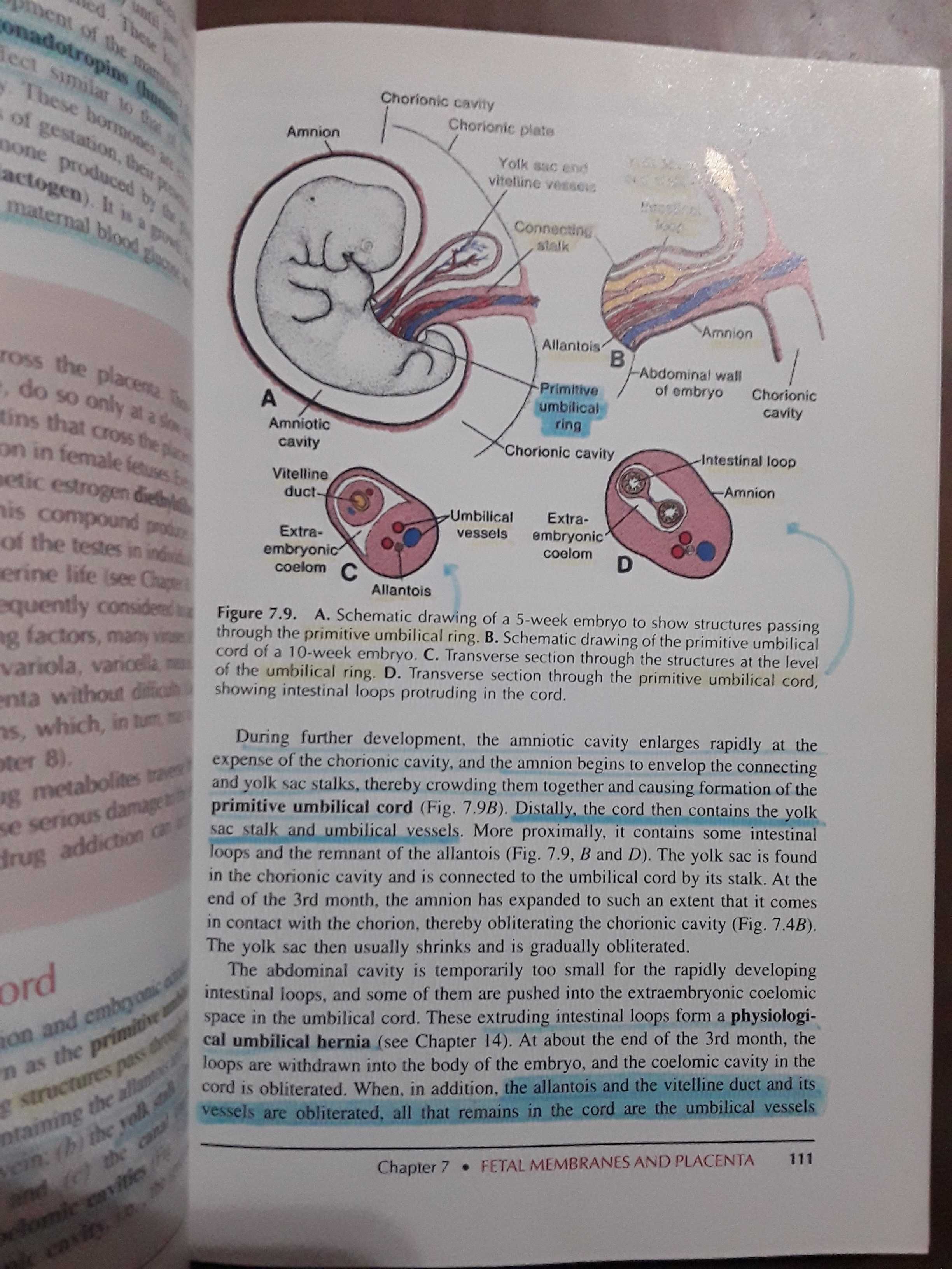 Langman's Medical Embriology 7th edition