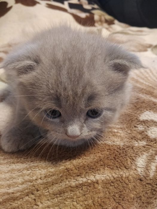 Шотландські кошенята
