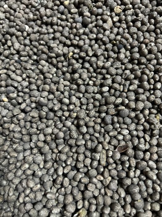 Łubin wąskolistny gorzki 2025r.